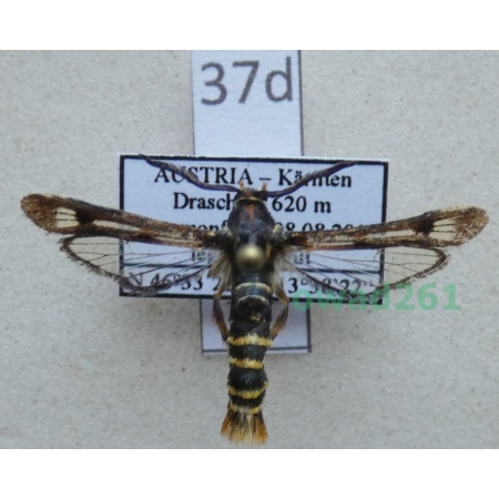 Pennisetia hylaeiformis (Laspeyres, 1801) Austria37d